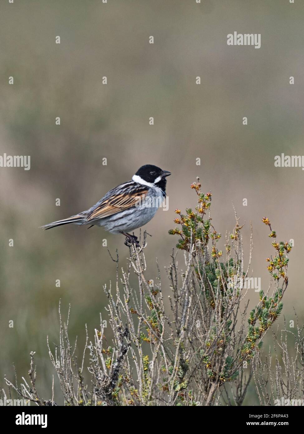 Reed Bunting, Emberiza schoeniclus, male North Norfolk, spring Stock Photo