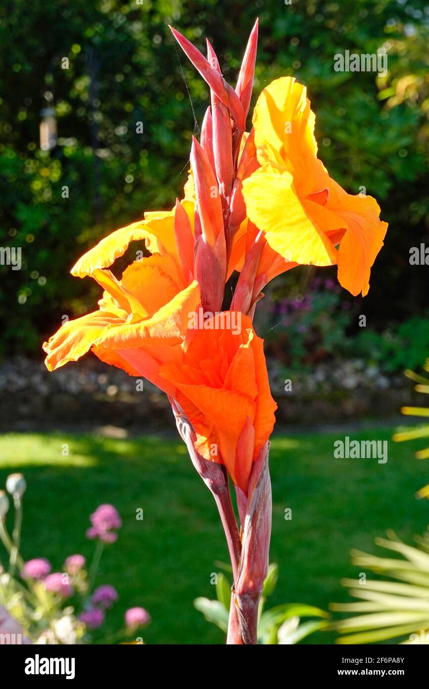 Gardening close up Canna flower head & buds believed to be Durban yellow orange petals just open & cluster of buds in domestic back garden England UK Stock Photo