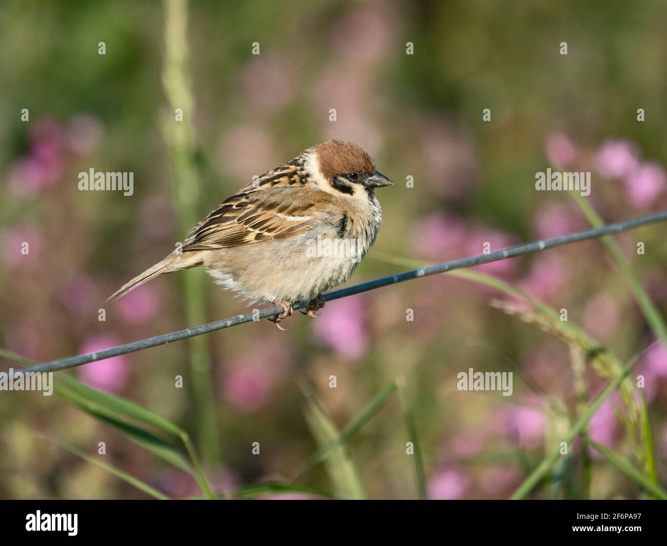 Tree Sparrow, Passer montanus, adult, Bempton Cliffs RSPB Reserve, Yorkshire, early summer Stock Photo