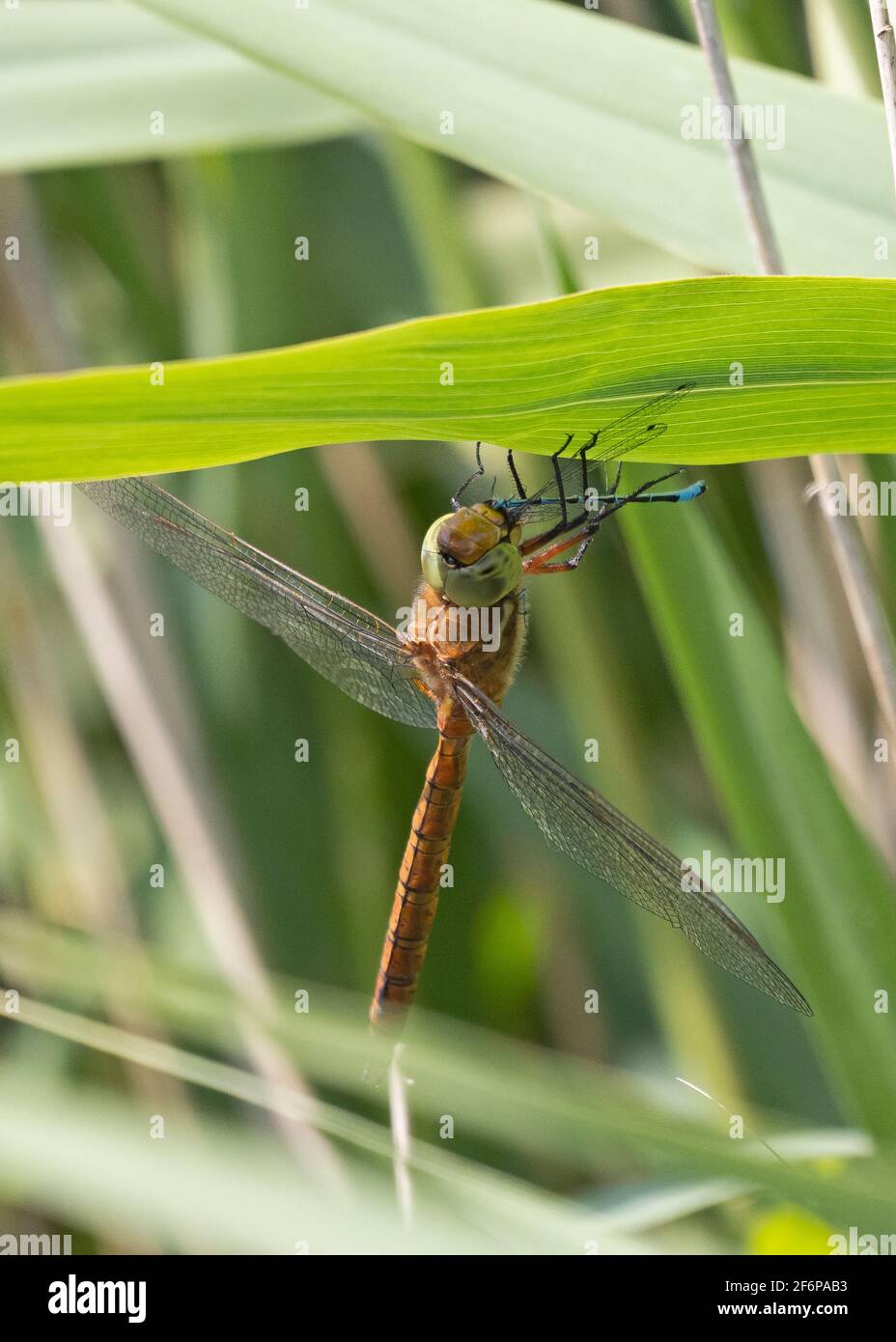 Norfolk Hawker (Green-eyed) Dragonfly, feeding on damselfly, HIckling, Norfolk, June Stock Photo