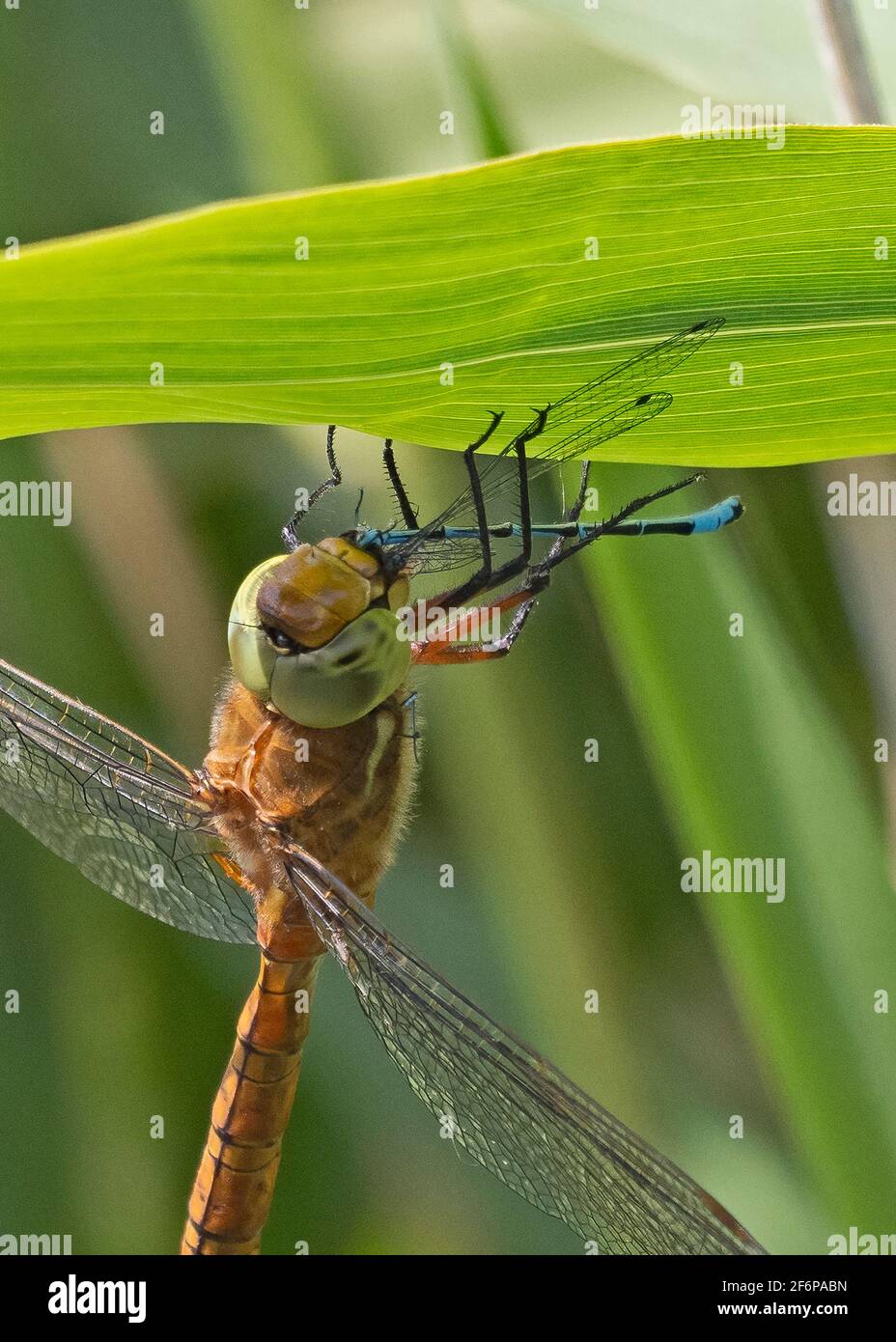 Norfolk Hawker (Green-eyed) Dragonfly, feeding on damselfly, HIckling, Norfolk, June Stock Photo