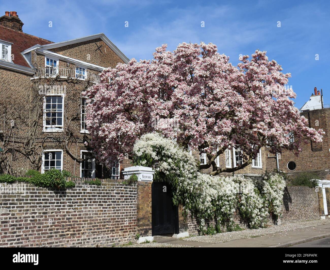Magnolia in Chiswick Stock Photo