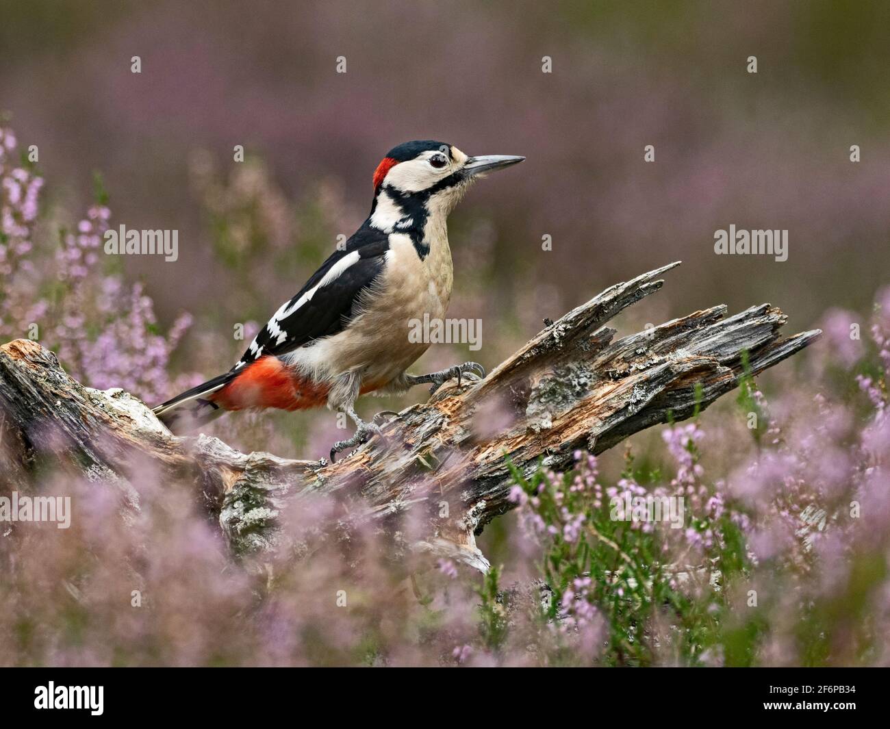 Great spotted Woodpecker, Dendrocopos major, among heather, Speyside, Scotland, summer Stock Photo