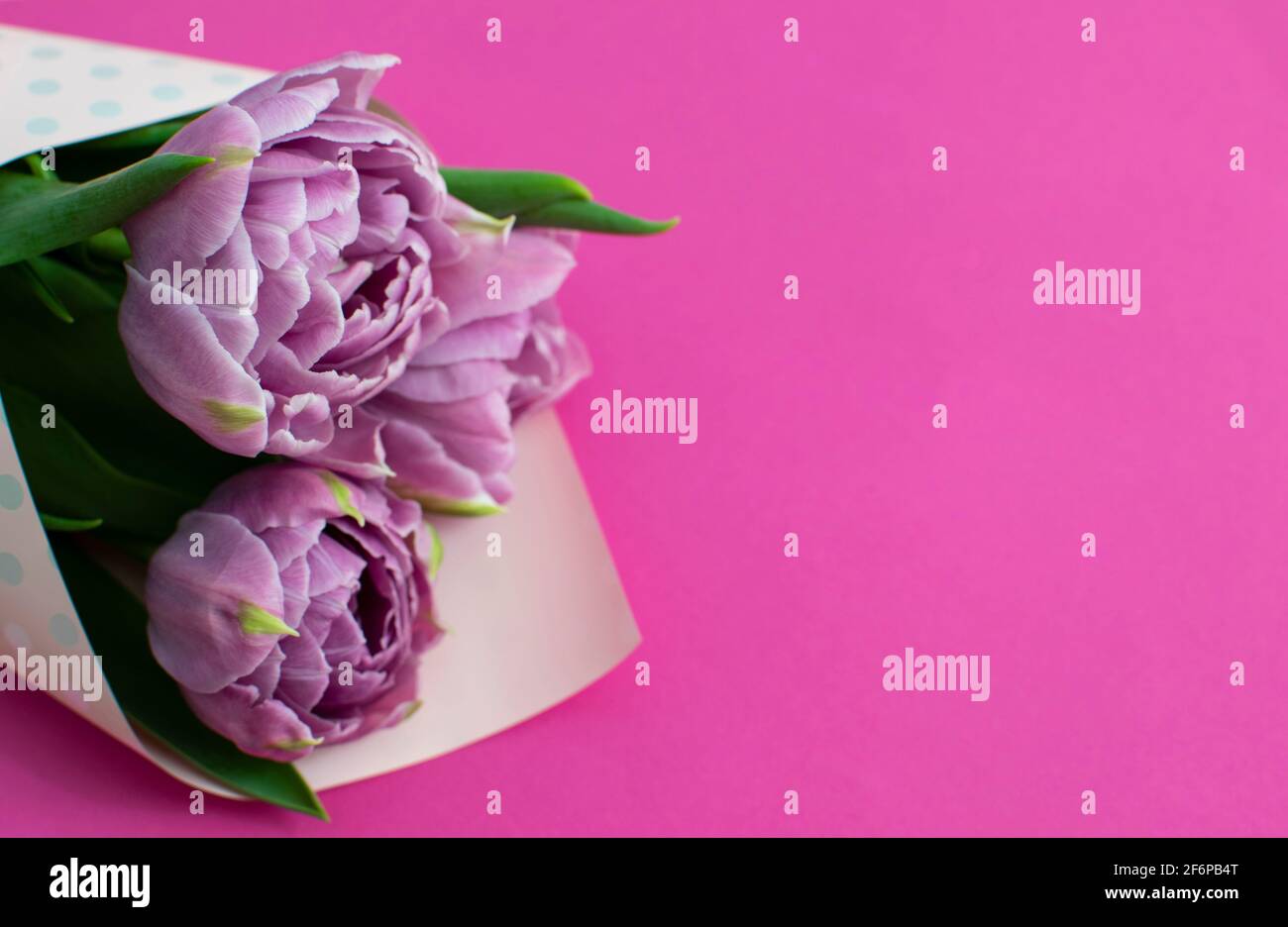 Beautiful bouquet of lilac  spring tulips and place for text for Mother's Day or 8 March on a magenta background. Top view flat style. Stock Photo