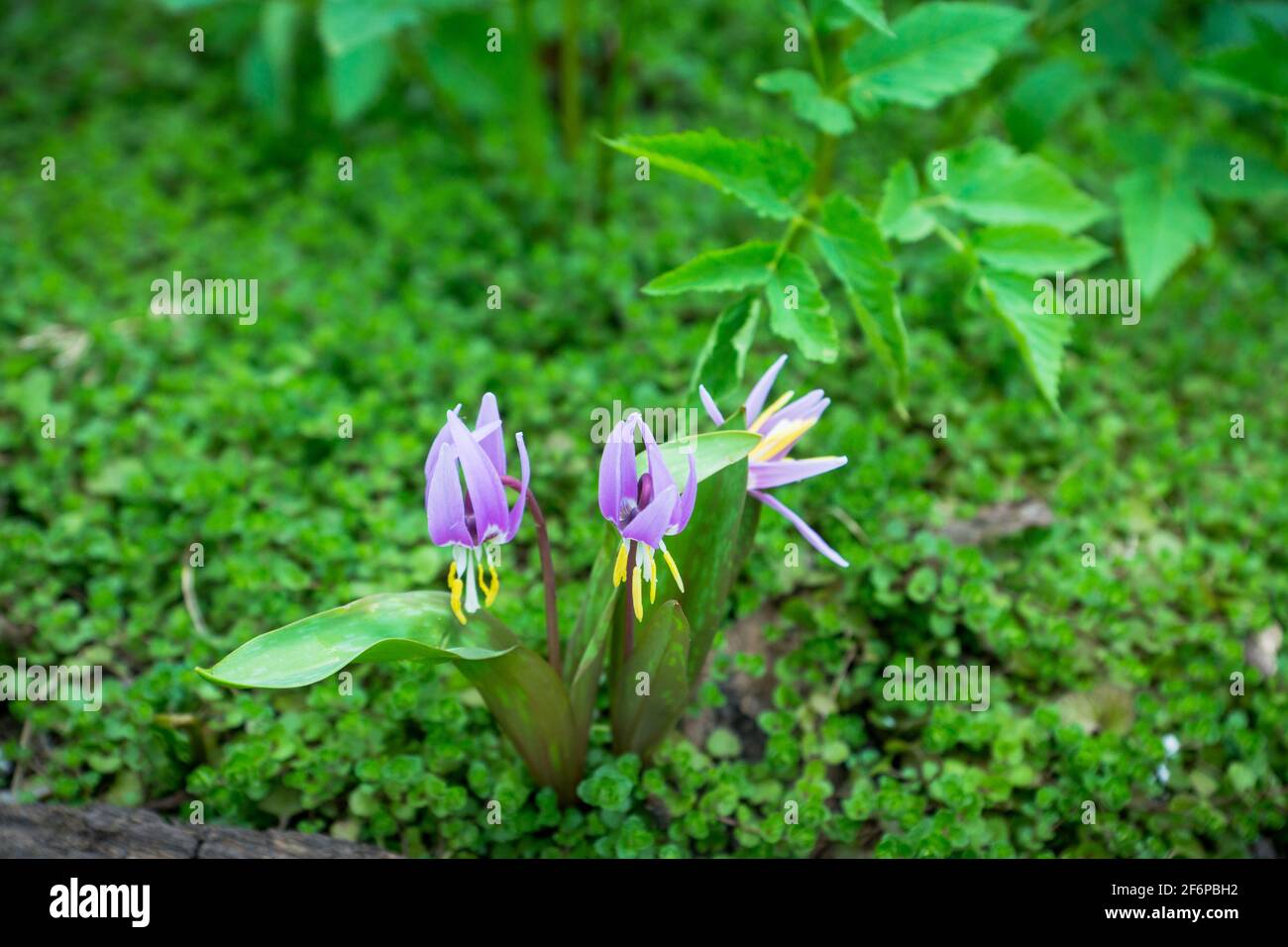 Siberian fawn lily (Erythronium sibiricum). Selective focus. Stock Photo