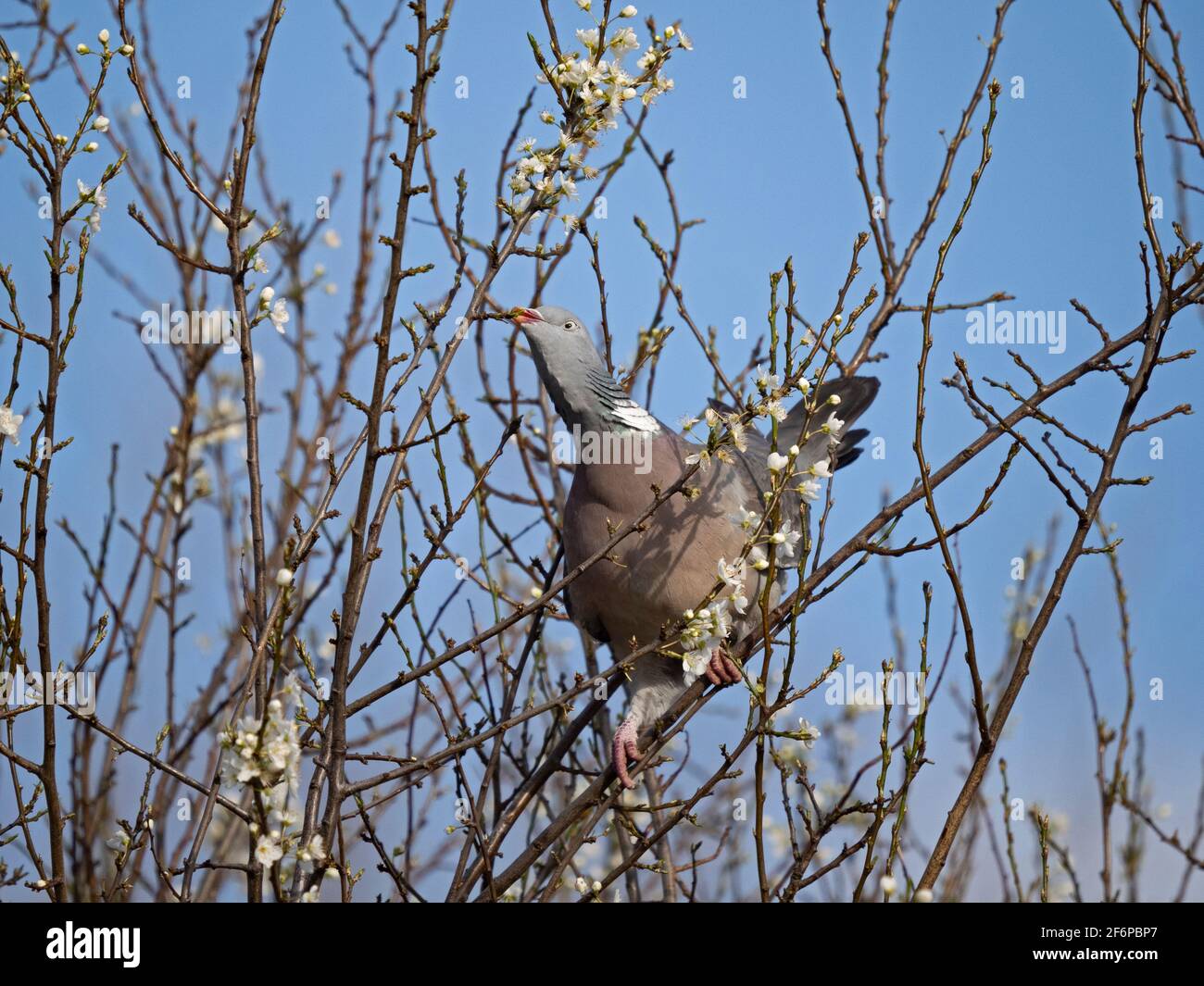 Wood Pigeon,  Columba palumbus feeding on Blackthorn buds, Norfolk, spring Stock Photo