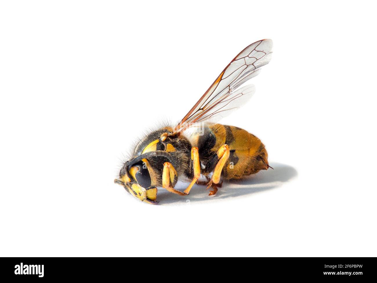 German wasp, European wasp, (Vespula germanica).  Macro of dead wasp on white background Stock Photo