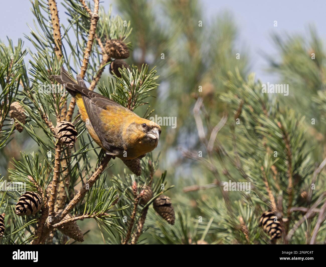 Red Crossbill, Loxia curvirostra, male, feeding on pine cone seeds, Kelling Heath, Norfolk, March Stock Photo