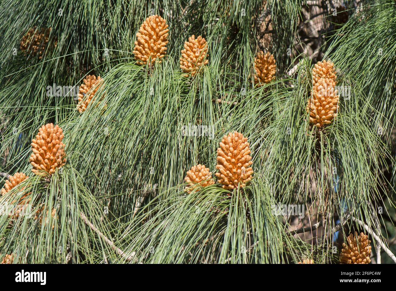 Immature male cones of  Pinus canariensis, the Canary Island pine, Spain, Europe. Stock Photo