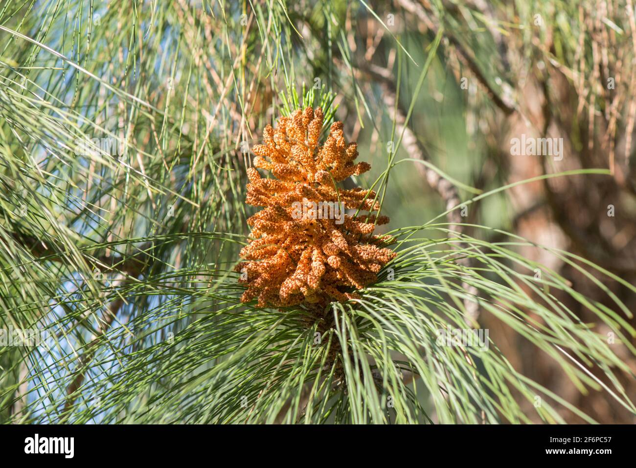 Immature male cones of  Pinus canariensis, the Canary Island pine, Spain, Europe. Stock Photo