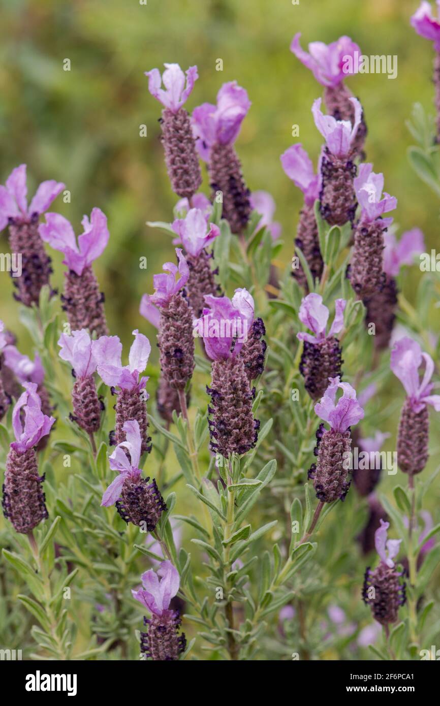 Wild Spanish Lavender, lavandula stoechas, Andalusia, Spain. Stock Photo