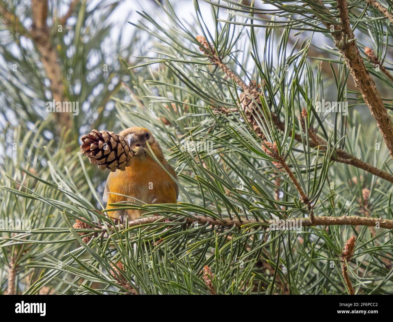 Red Crossbill, Loxia curvirostra, male, feeding on pine cone seeds, Kelling Heath, Norfolk, March Stock Photo