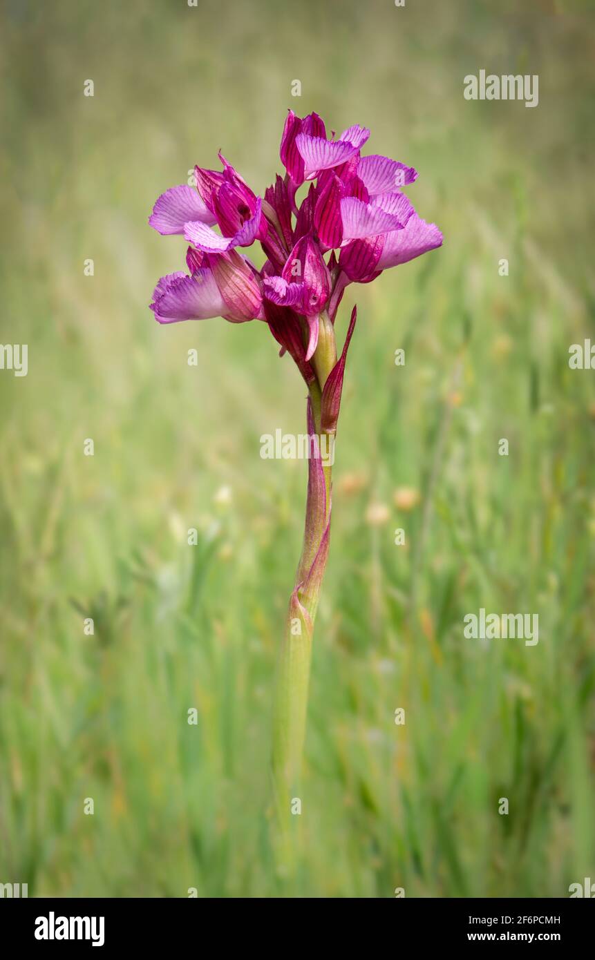 Pink Butterfly Orchid, Orchis papilionacea, Andalusia, Spain Stock Photo