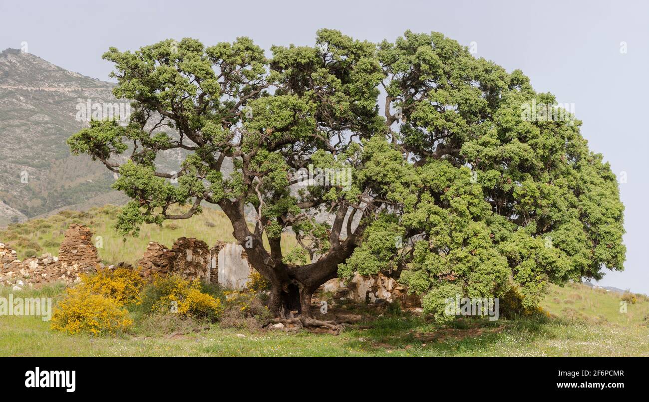 Majestic holly tree hi-res stock photography and images - Alamy