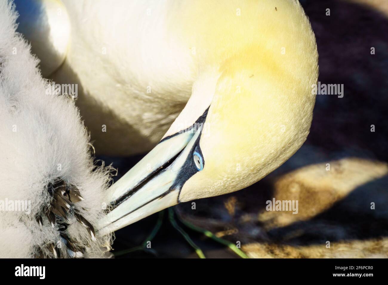 Parent and young Gannet birds in the Bonaventure Island, near Perce, at the tip of Gaspe Peninsula, Quebec, Canada Stock Photo