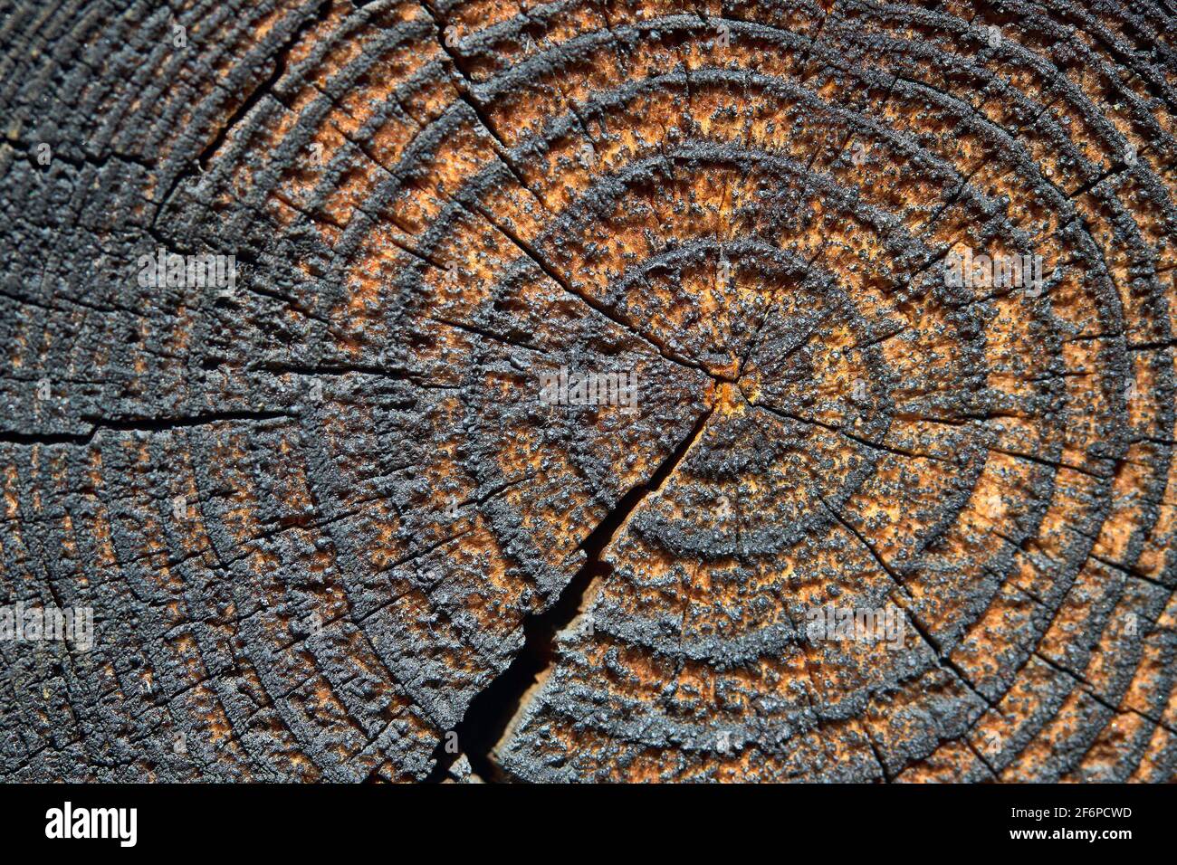 Selective focus burnt resinous wood glowing texture of rough surface