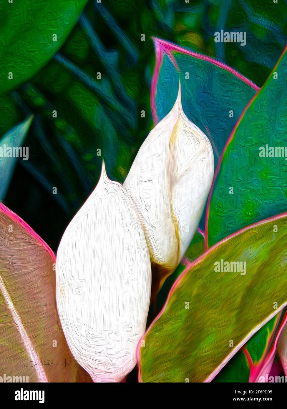 Aglaonema flower hi-res stock photography and images - Alamy