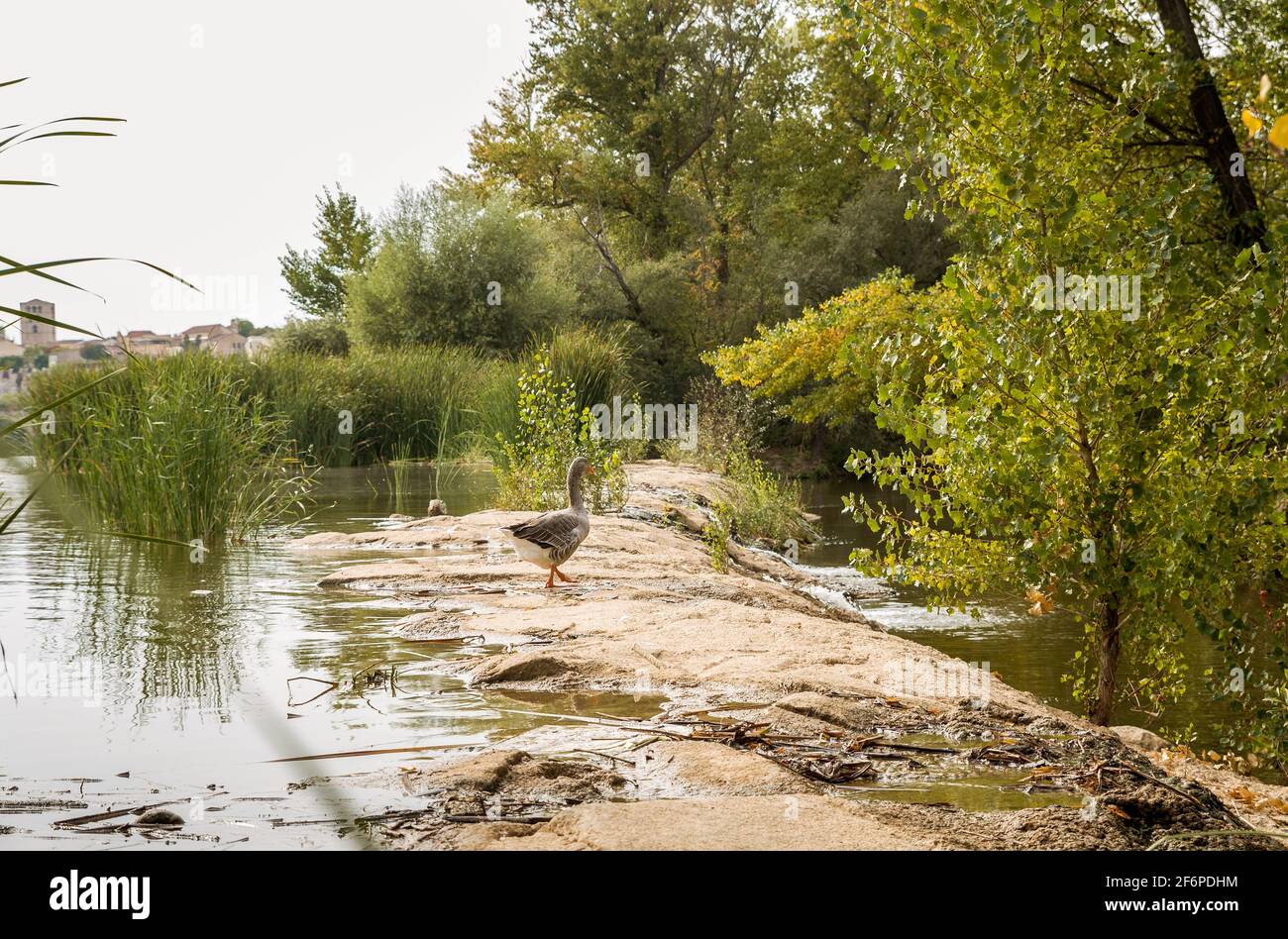 Juego de la oca hi-res stock photography and images - Alamy