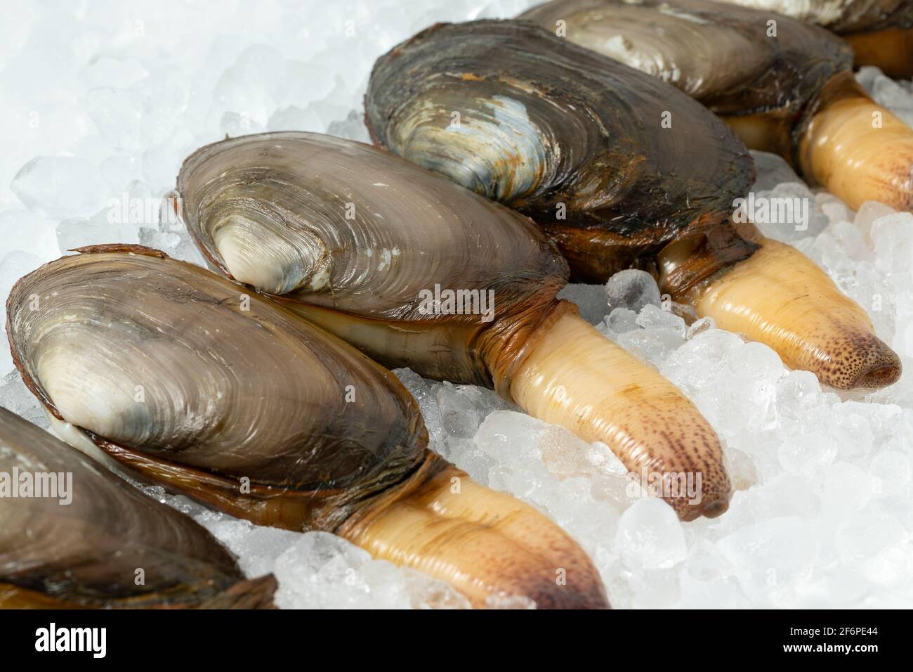 Fresh raw alive soft shell clams, an edible saltwater clam, on ice in a row Stock Photo