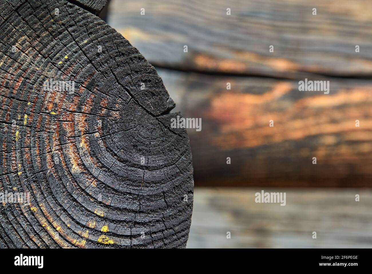 Selective focus burnt resinous wood glowing texture of rough surface