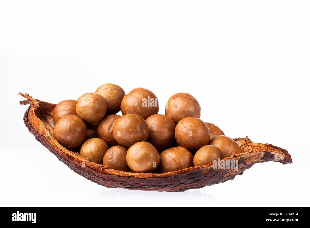Macadamia integrifolia Organic macadamia nuts Stock Photo Alamy