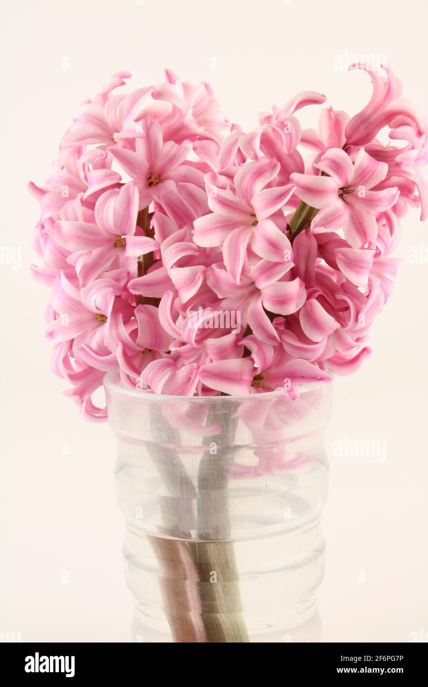 Pastel pink Hyacinth flowers isolated on a white background. Perennial garden flowers Stock Photo