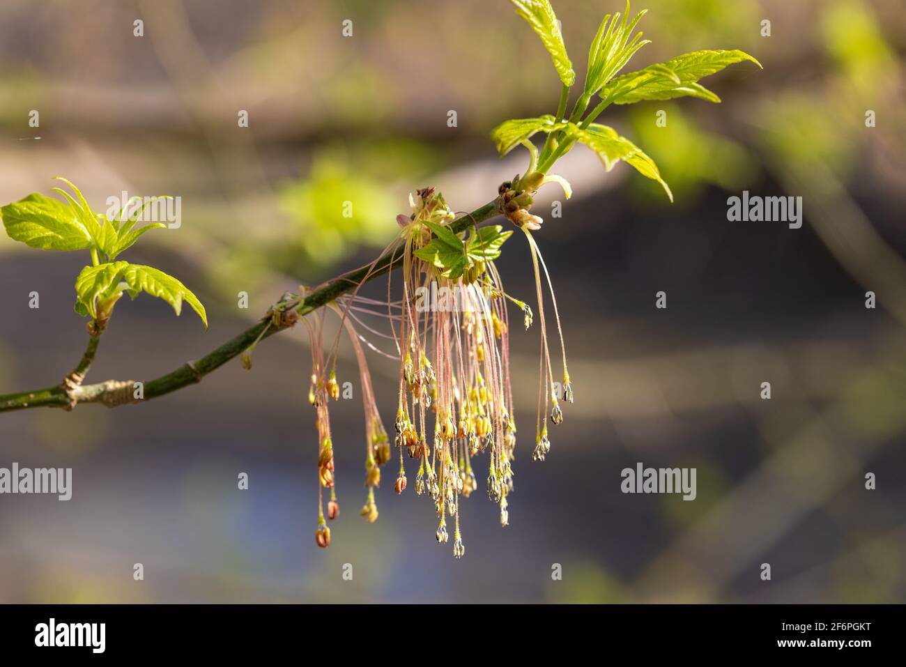 The flower of Acer negundo, the box elder, boxelder maple, Manitoba maple or ash-leaved maple Stock Photo
