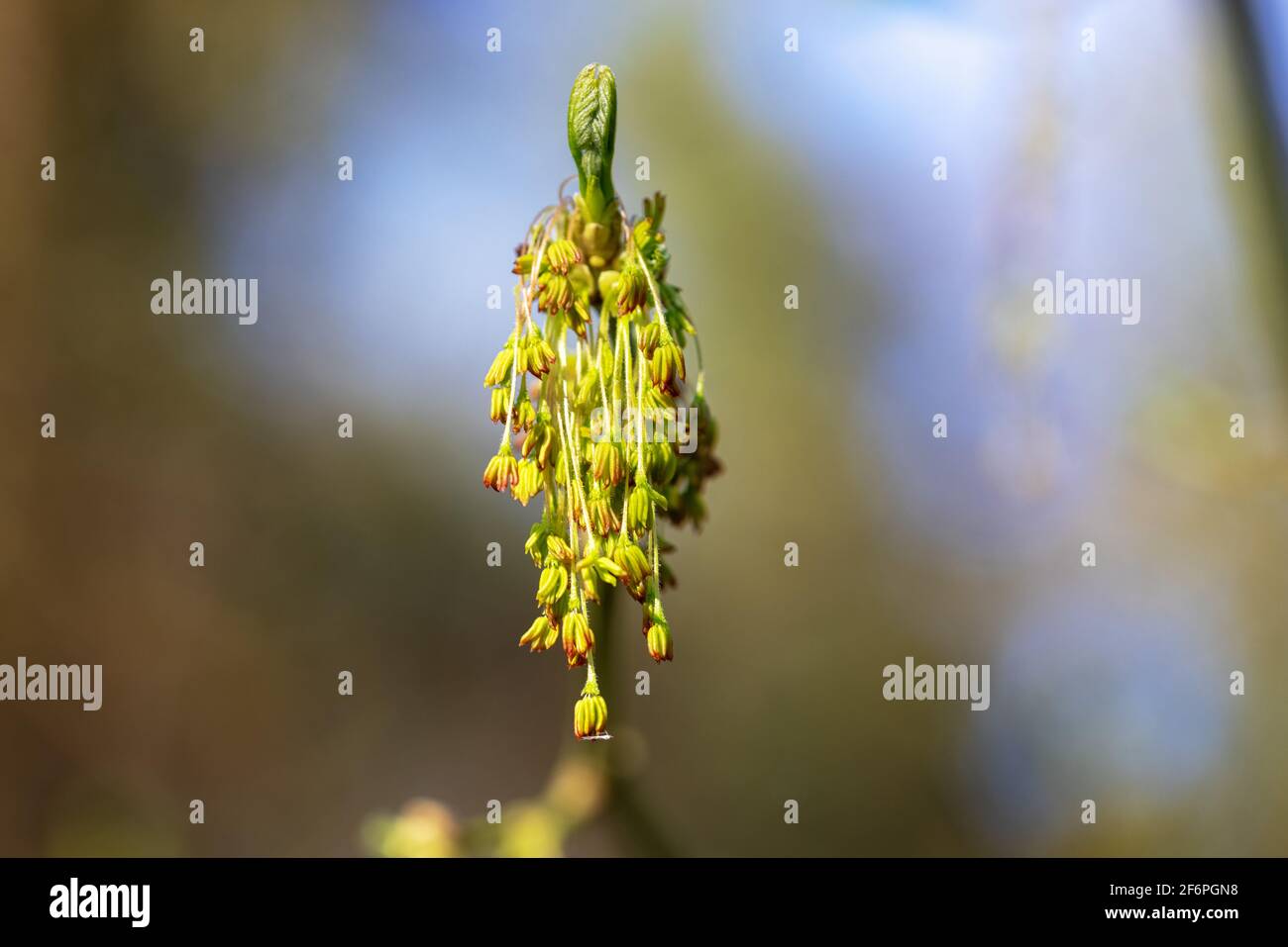 The flower of Acer negundo, the box elder, boxelder maple, Manitoba maple or ash-leaved maple Stock Photo