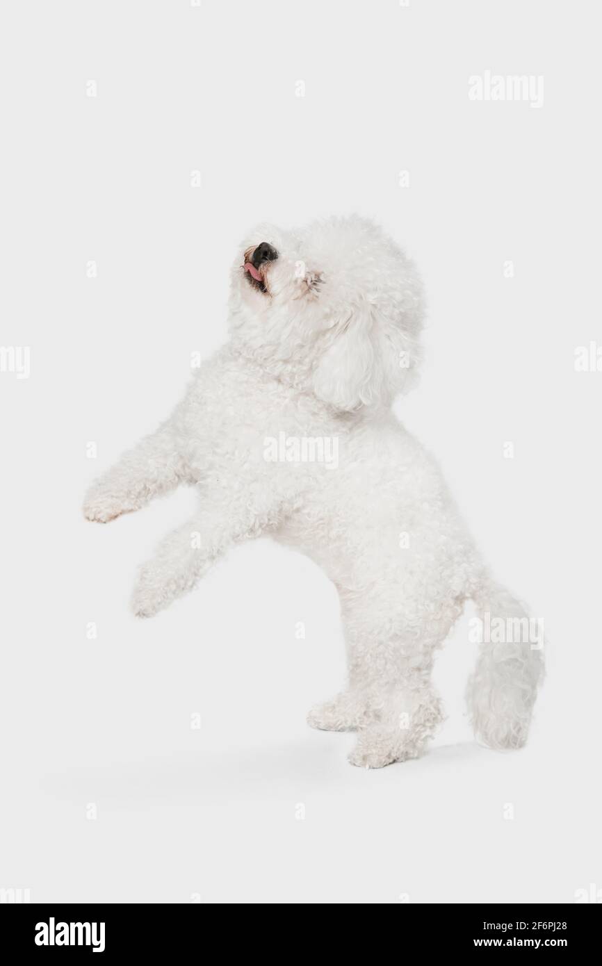 Portrait of little cute dog Bichon Frise isolated over white background. Stock Photo