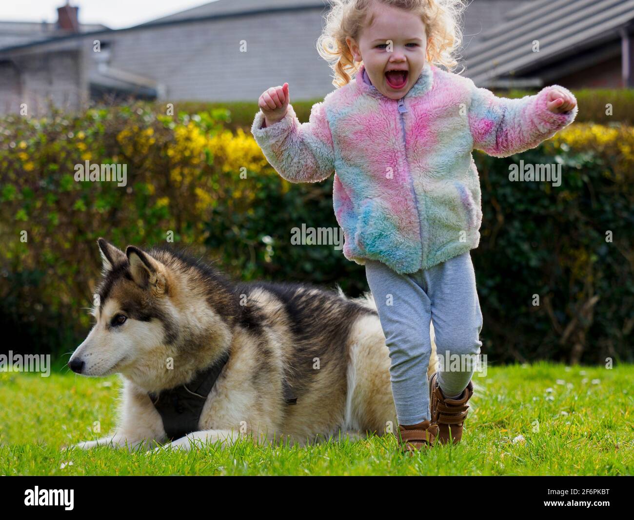 Toddler and pet dog playing in garden, UK Stock Photo