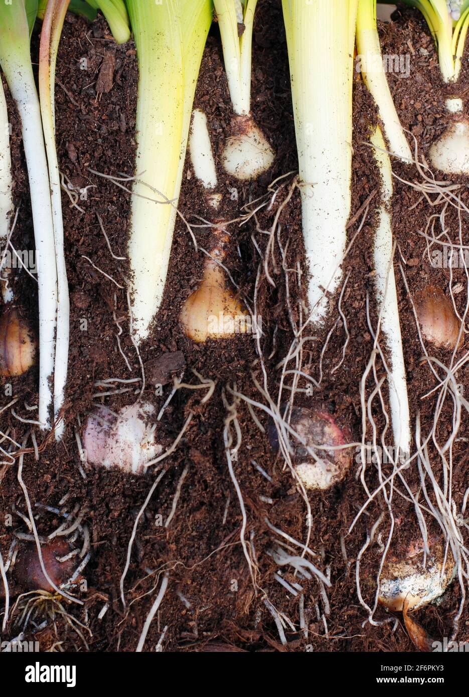 Bulb lasagne cross section. Muscari, narcissus, hyacinth and tulip bulbs layered in a pot for a dense, successional flower display. Stock Photo