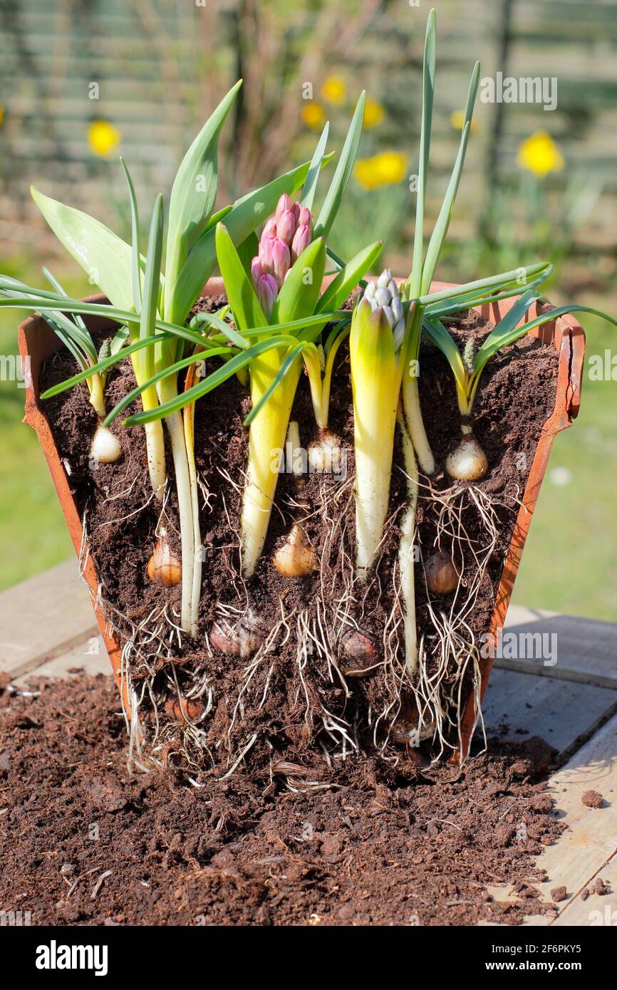 Layer bulbs container hires stock photography and images Alamy
