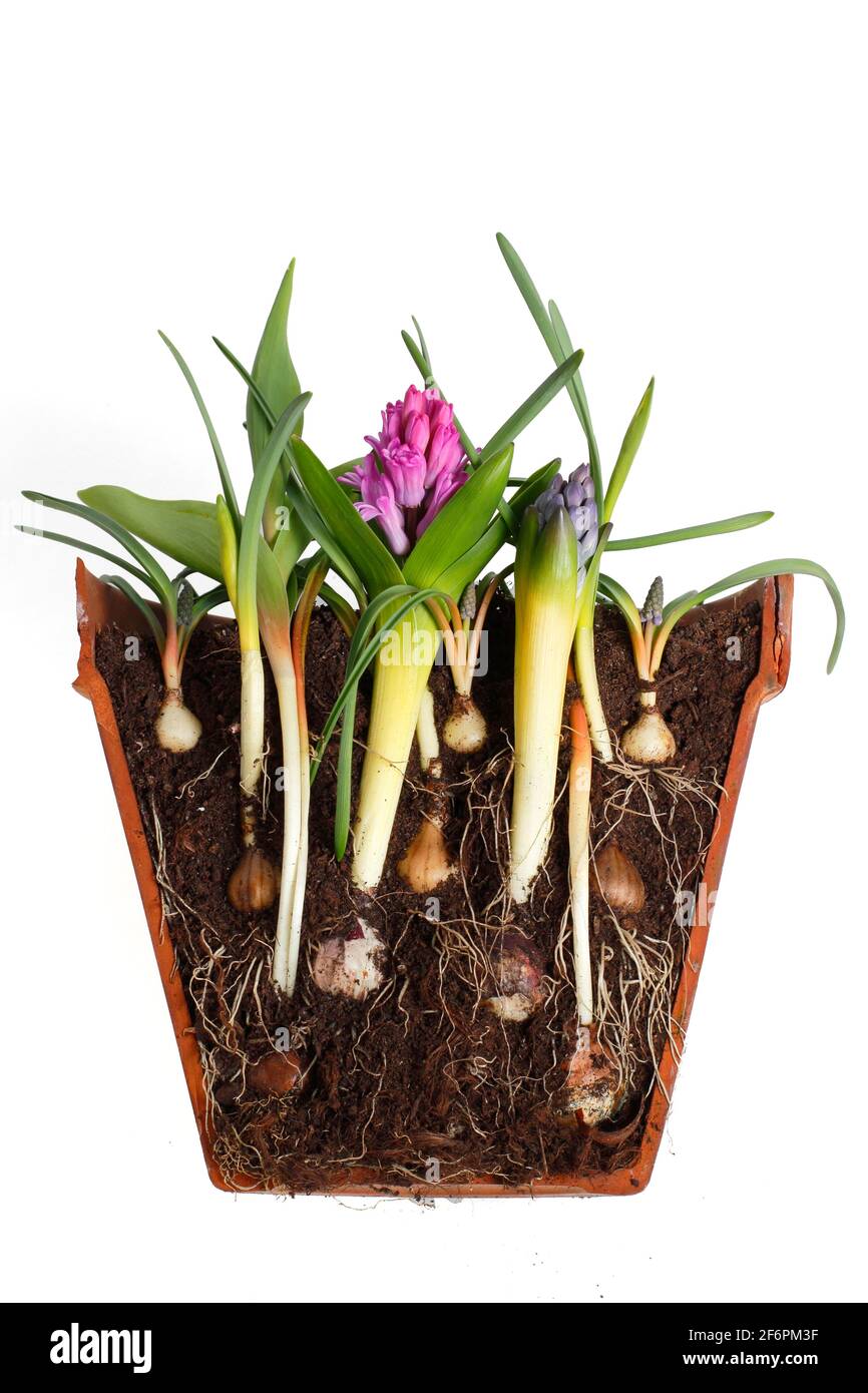 Bulb lasagne in pot isolated on white. Cross section of  bulb layering - muscari, narcissus, hyacinth tulip - for a dense successional display. Stock Photo