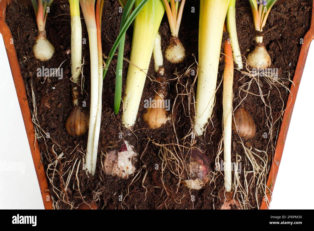 Bulb lasagne. Cross section to illustrate layering spring bulbs for a dense successional display. Top down - muscari, narcissus, hyacinth, tulip. Stock Photo