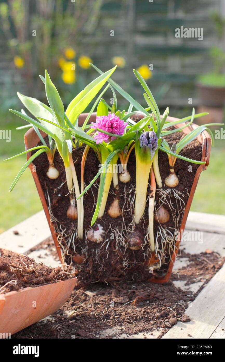 Layering bulbs in pot hires stock photography and images Alamy