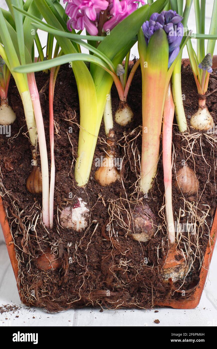 Layer bulbs container hires stock photography and images Alamy