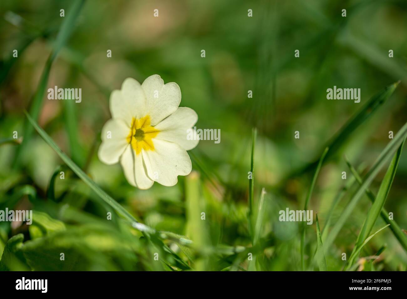 Poole, UK. Friday 2 April 2021. Signs of spring in Dorset as spring flowers come out in the sun. Credit: Thomas Faull/Alamy Live News Stock Photo