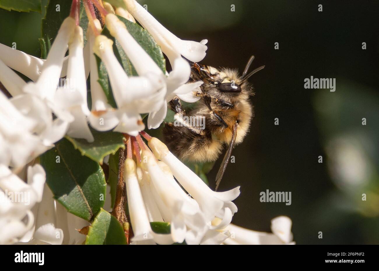 Early spring Honey Bee on white flower Osmanthus Delavayi in London garden, April 2021. Stock Photo