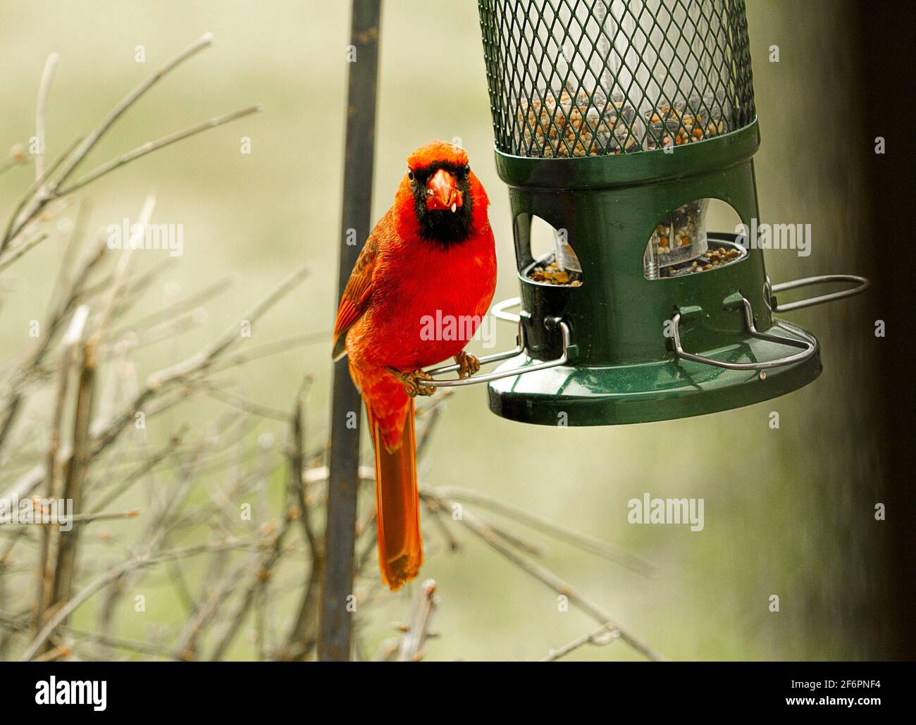 Majestic red cardinal closeups by bird feeder being watchful of his surroundings. Stock Photo