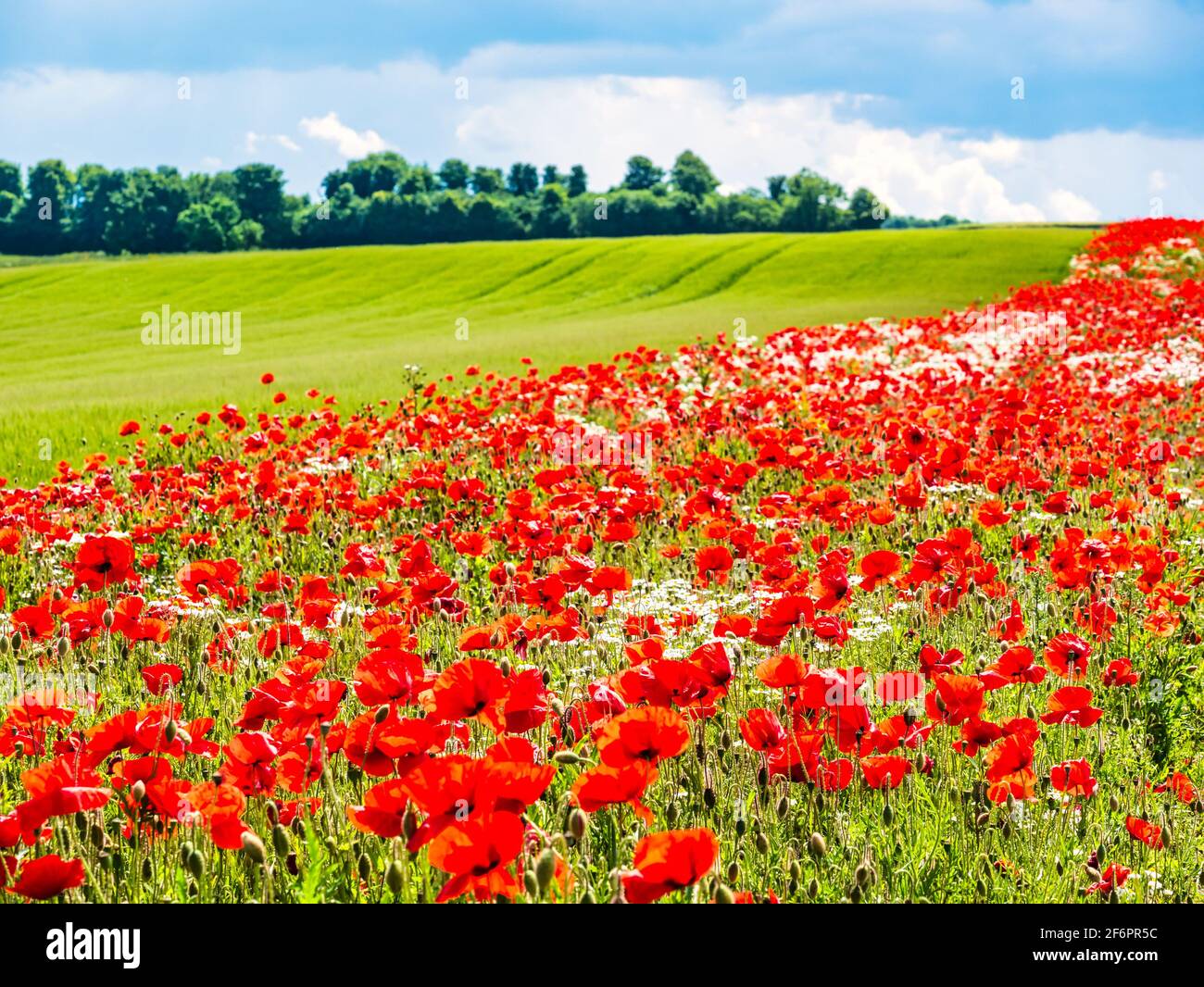 Colourful field of wild red poppies growing next to crop field in sunshine, East Lothian, Scotland, UK Stock Photo