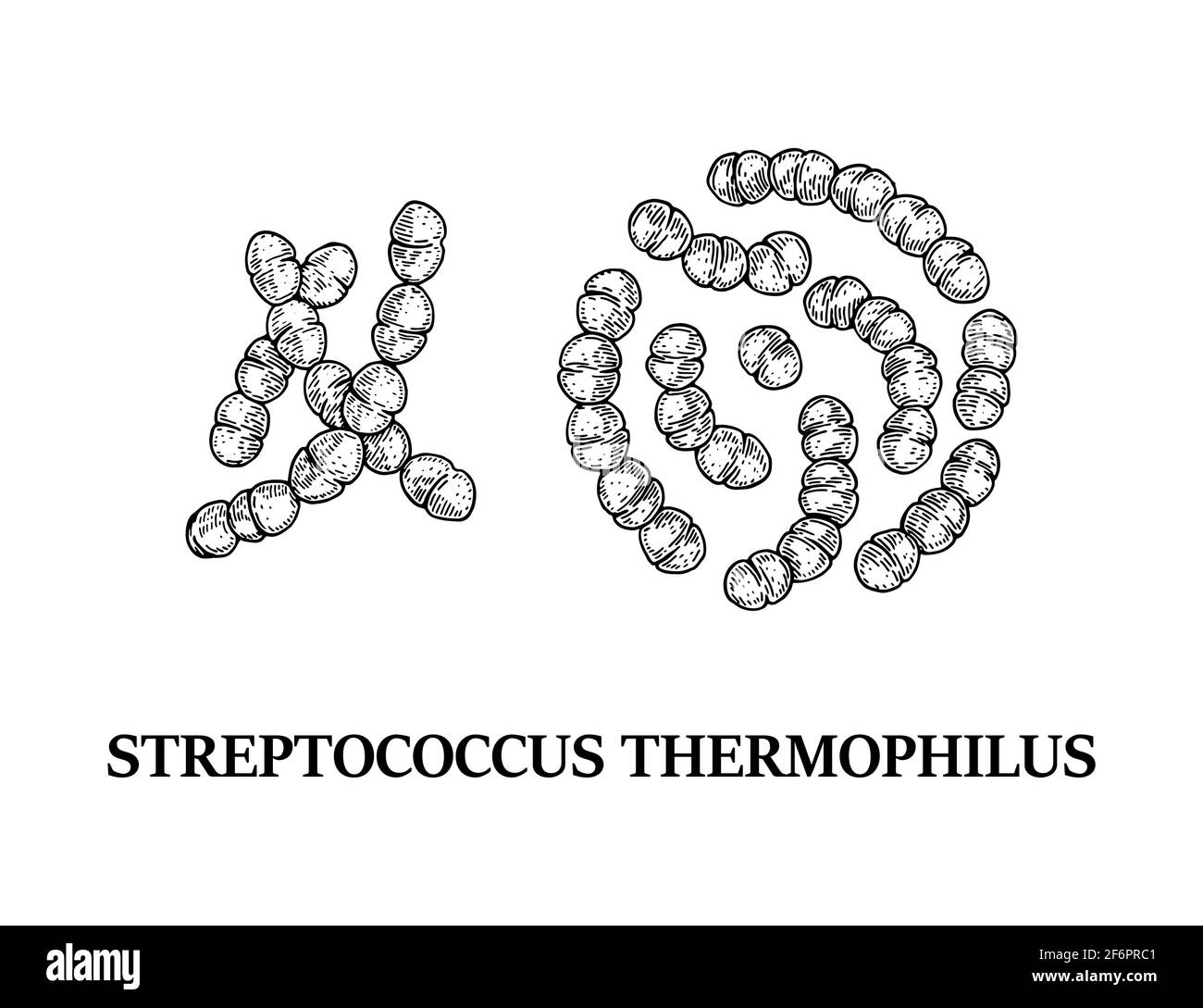 Hand drawn probiotic streptococcus thermophiles bacteria. Good microorganism for human health and digestion regulation. Vector illustration in sketch Stock Vector
