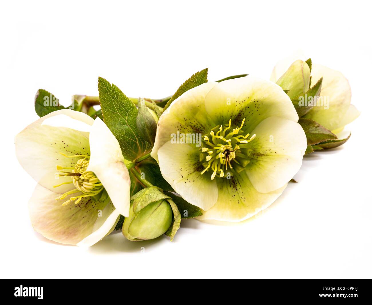 white snow rose isolated on white background Stock Photo