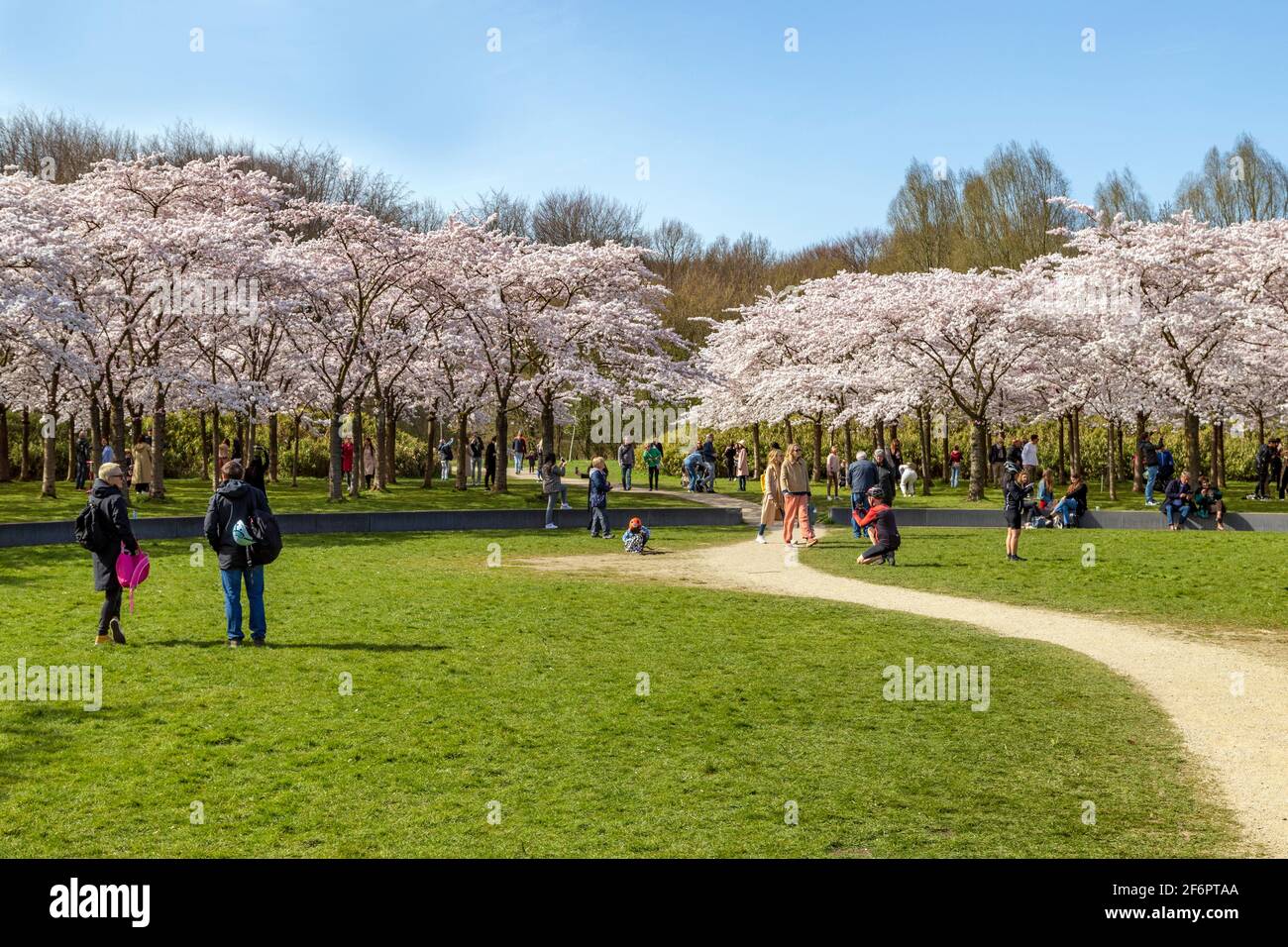 Cherry blossom trees ( Prunus × yedoensis ) in full bloom, Bloesempark, Amsterdamse bos, Amstelveen, North Holland, Netherlands Stock Photo