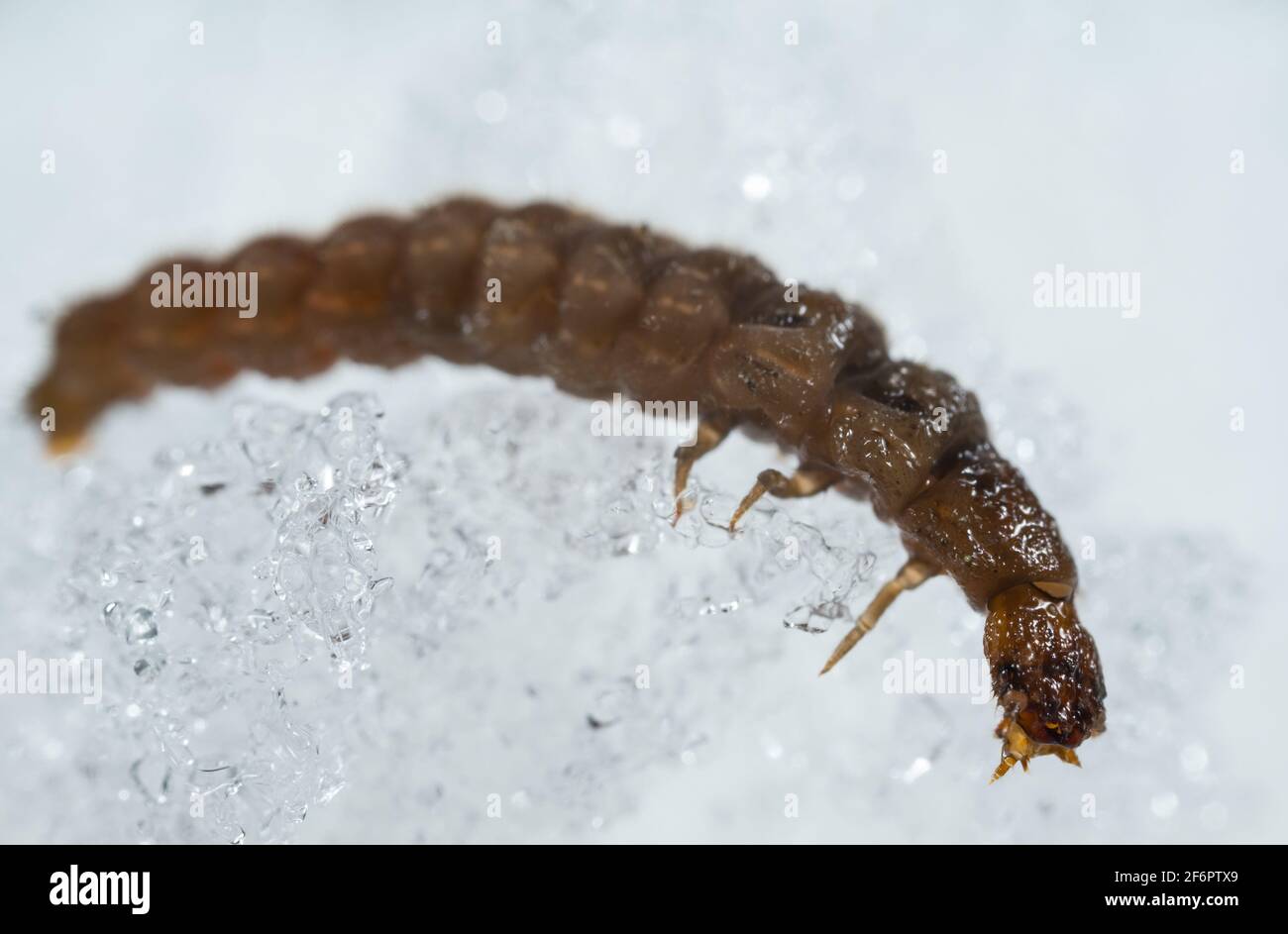 Soldier beetle larva (Cantharidae) walking on snow Stock Photo Alamy