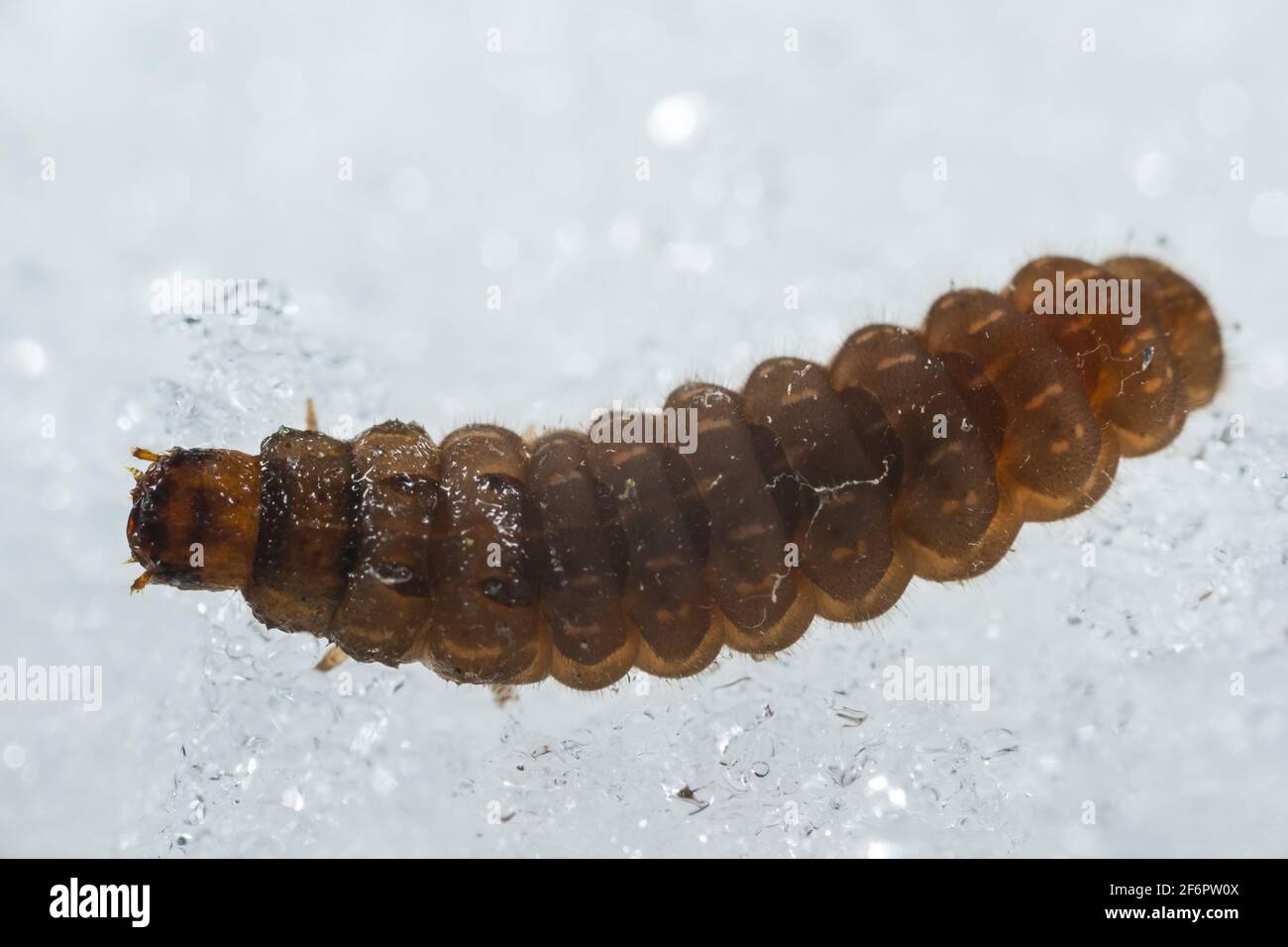 Soldier beetle larva (Cantharidae) walking on snow Stock Photo Alamy