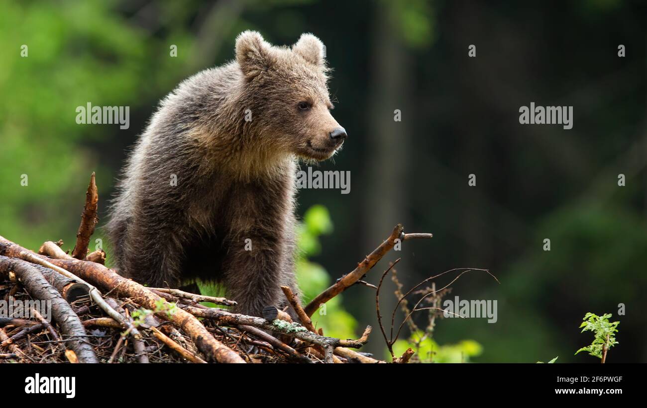 Little brown bear cub standing on sticks in summer forest Stock Photo ...