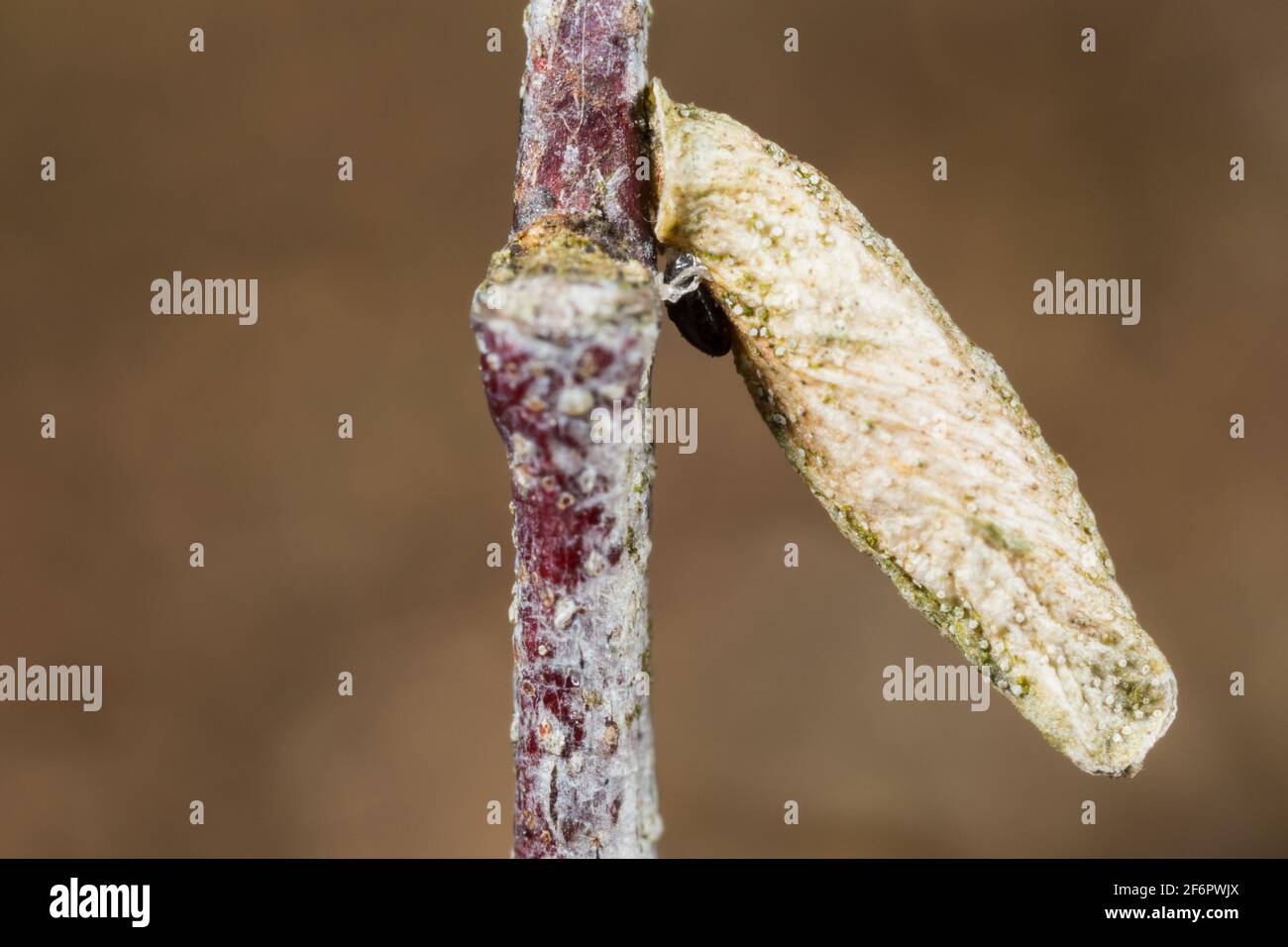 Casebearing moth larva (Coleophora Stock Photo Alamy