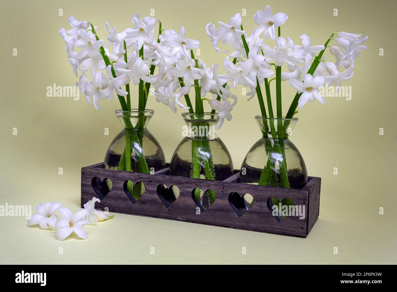 Bouquets of white Hyacinths  in small glass vases on a yellow  background Stock Photo