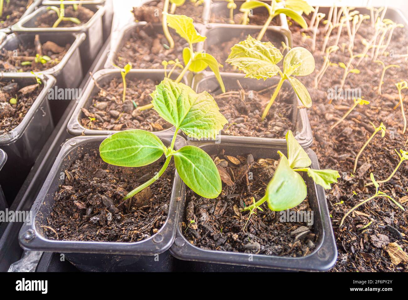 cucumber seedlings in plastic pots with potting soil. Plants at the stage of formation of the second true leaf are illuminated by lateral sunlight of Stock Photo