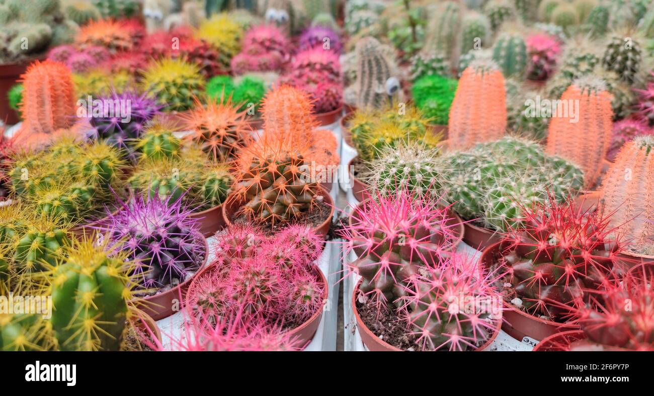 Group of different colorful potted cacti or succulents, beautiful houseplant Stock Photo